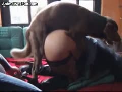 In this xxx brutal pornographic film, a dog drills a sex-charged, thick bottom ho.